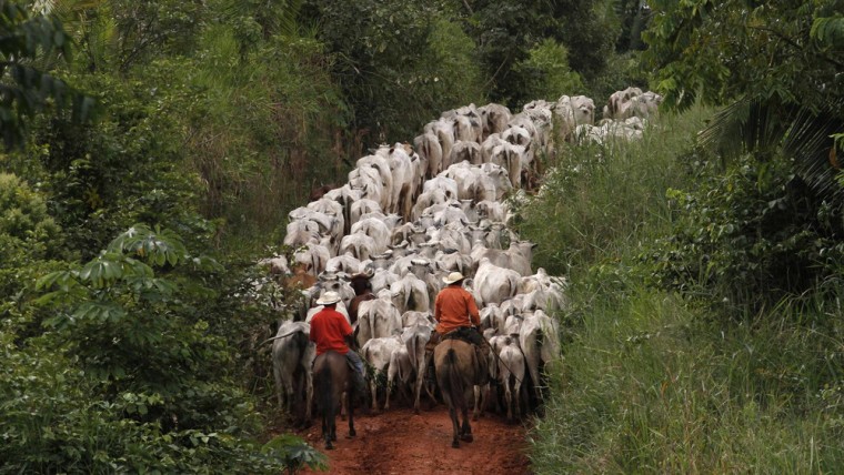 Herders drive cattle, which were raised on pasture in a deforested part of the Amazon, along the Trans-Amazonian highway near the city of Uruara, Para State, April 25, 2013.