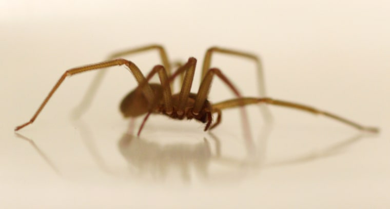 A live Brown Recluse Spider