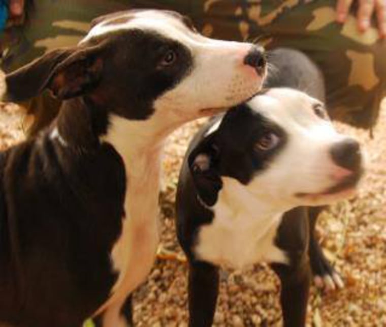 Dog gets his own seeing eye dog