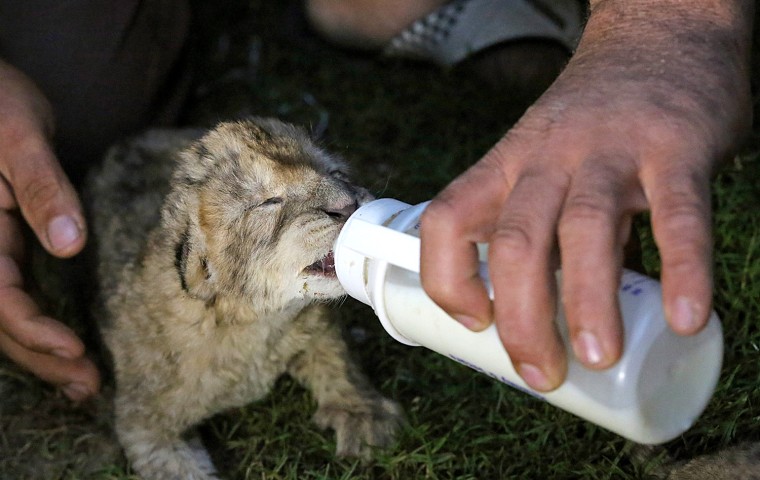 epa03956986 Two-days-old lion cub Fajir is bottle-fed at a zoo in Beit Lahiya town in the northern Gaza strip on, 19 November 2013. The cubs' mother a...