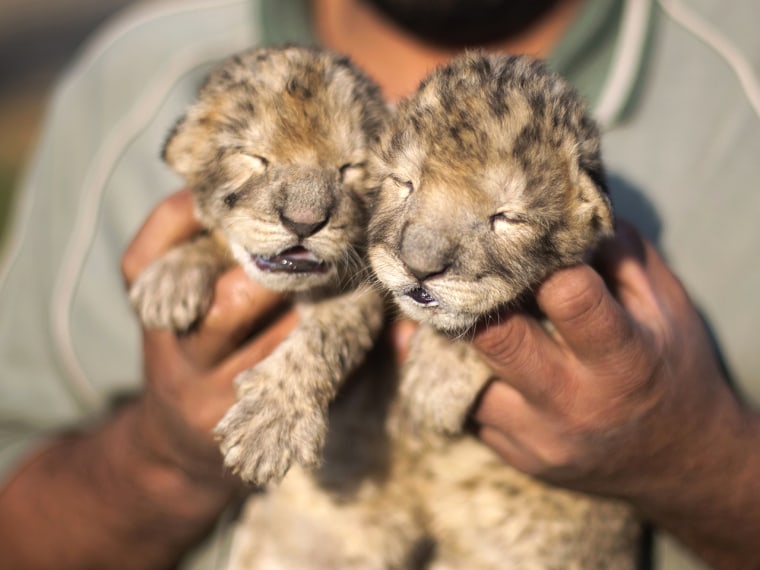 Two-day-old lion cubs Fajr and Sjel are seen at a zoo in the northern Gaza Strip town of Beit Lahia, on November 19, 2013 . The cubs' mother and fathe...