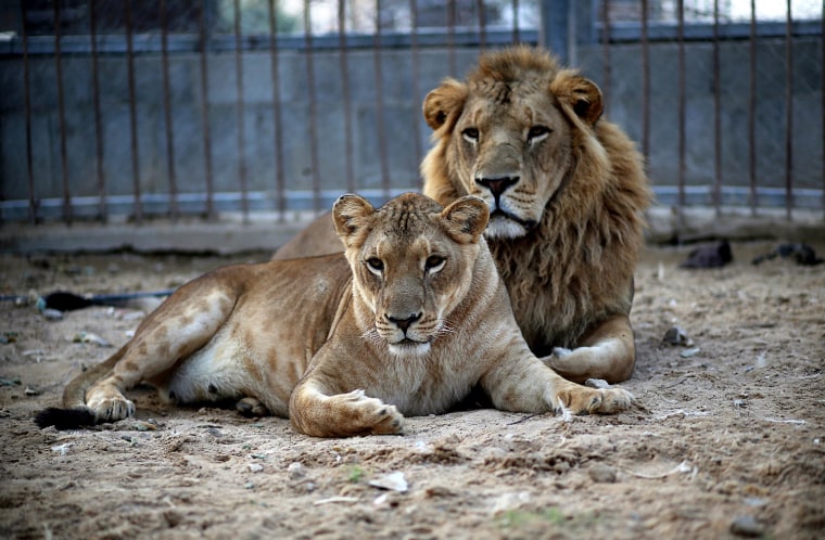 epa03956963 A male (R) and a female lion (L) lie in the sand at a zoo after the female gave birth to two cubs two days earlier in Beit Lahiya town in ...