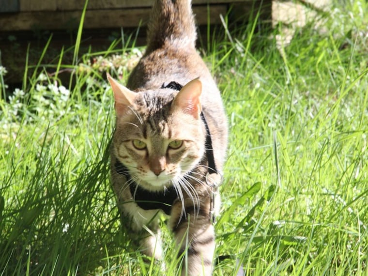 Image: Koshka, Cat of the Year for 2013