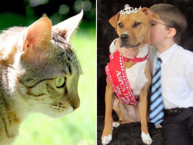 Image: The ASPCA's Cat of the Year and Dog of the Year for 2013