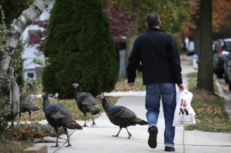 A pedestrian walks down Cromwell Avenue on November 11 past several wild turkeys that are pesky inhabitants of a neighborhood in Staten Island.