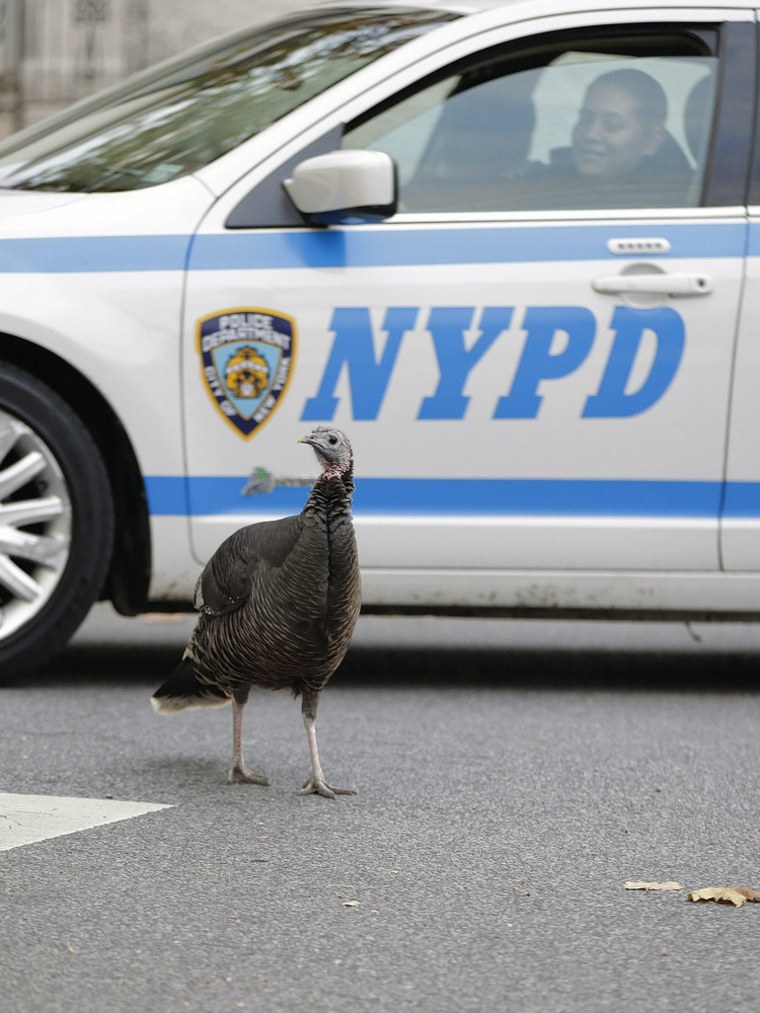 A police officer gently eases her patrol car past a turkey at an intersection in Staten Island.