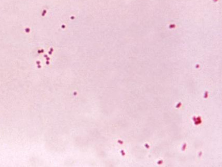 N. meningitidis, the bacterium