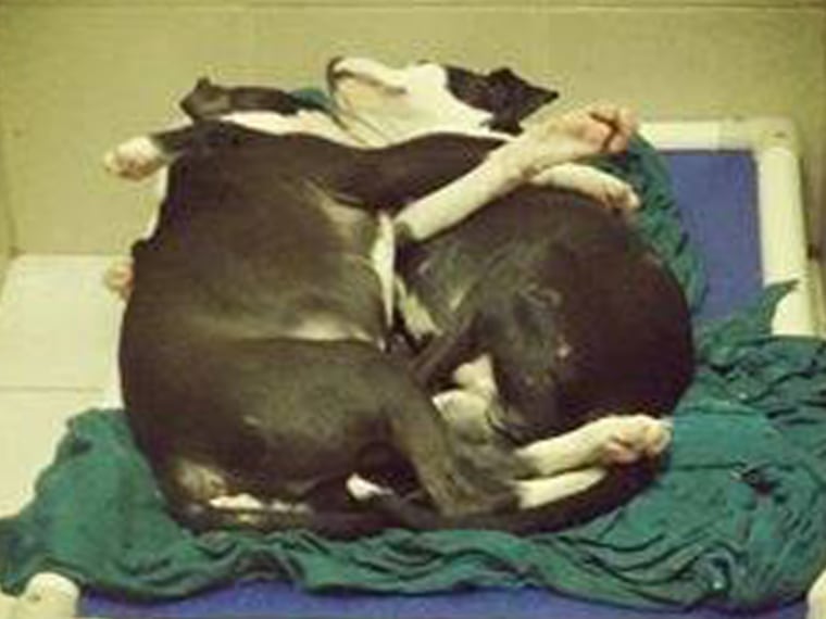 Dogs caught cuddling