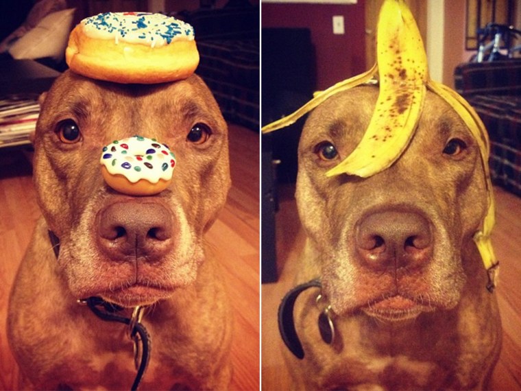 From donuts to banana peels and more, Scout the pit bull has wowed people online with his ability to balance just about anything on his head.