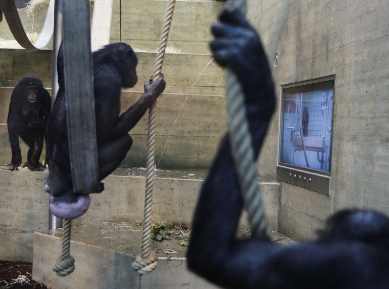 Bonobo apes watch TV as scientists study their preferences at the Wilhelma Zoo in Stuttgart, Germany.