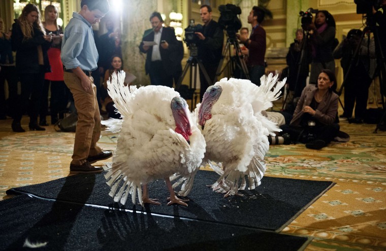 Two turkeys, one named