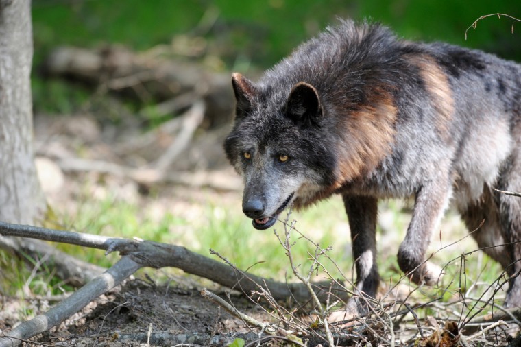Three timber wolves, similar to this one, were killed after they escaped from a British zoo on Tuesday.