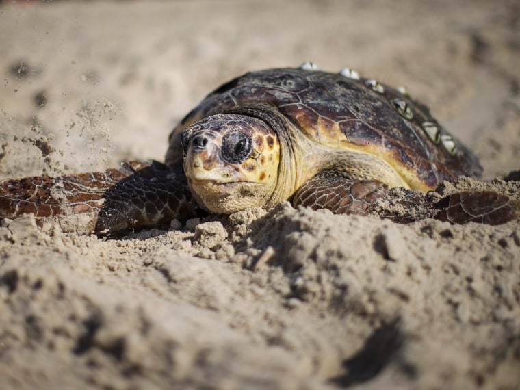 A baby turtle crawls toward the sea.