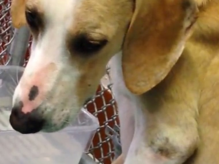 An image from an undercover video taken for the Humane Society of the United States shows a dog called