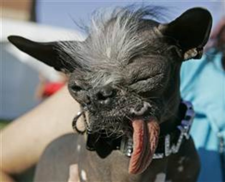 A Chinese crested has won the World's Ugliest Dog Contest in Petaluma, California, nearly every year for the past decade.