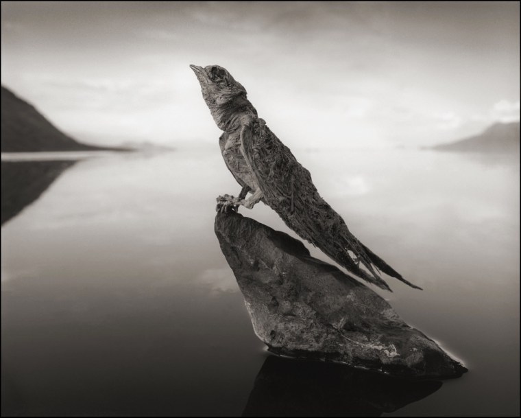 CALCIFIED SWALLOW, LAKE NATRON, 2012 -- From Nick Brandt's book Across The Ravaged Land (Abrams 2013)