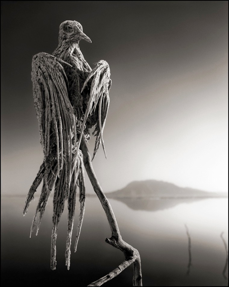 CALCIFIED DOVE, LAKE NATRON, 2010 -- From Nick Brandt's book Across The Ravaged Land (Abrams 2013)