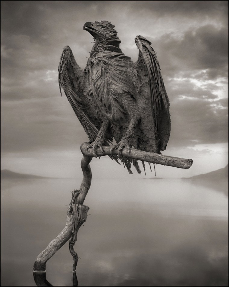 CALCIFIED FISH EAGLE, LAKE NATRON, 2012 -- From Nick Brandt's book Across The Ravaged Land (Abrams 2013)