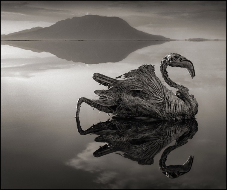 CALCIFIED FLAMINGO, LAKE NATRON, 2010 -- From Nick Brandt's book Across The Ravaged Land (Abrams 2013)