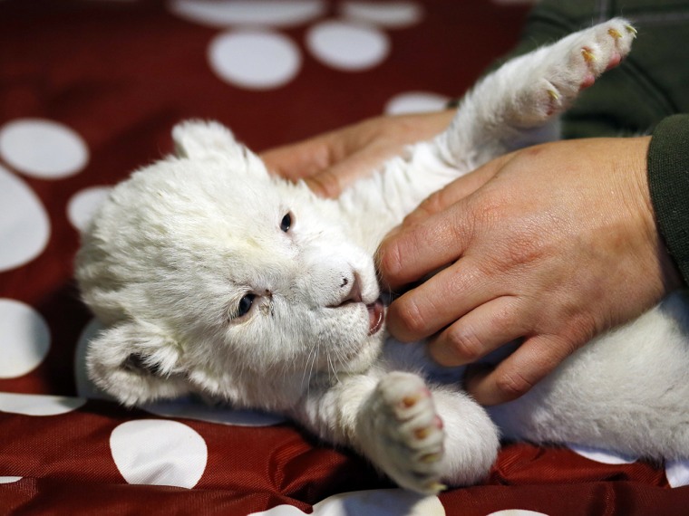 A zoo volunteer plays with an eight-day-old white lion cub at Belgrade's \"Good hope garden\" zoo, October 4, 2013. The female white lion cub, still unn...