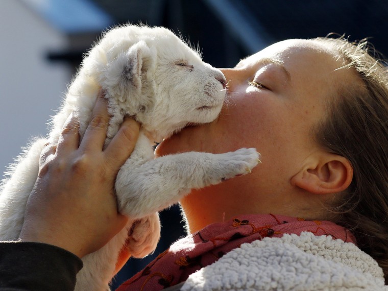 A zoo volunteer holds an eight-day-old white lion cub at Belgrade's \"Good hope garden\" zoo, October 4, 2013. The female white lion cub, still unnamed,...