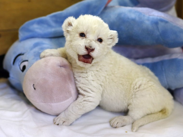 An eight-day-old white lion cub plays with a soft toy donkey at Belgrade's \"Good hope garden\" zoo, October 4, 2013. The female white lion cub, still u...