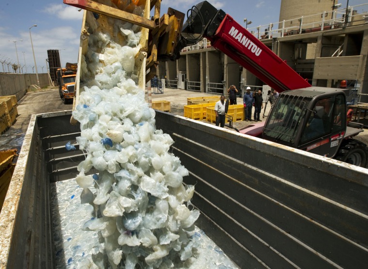 A digger drops jellyfish cleared from the power station in Hadera, after they blocked the water supply to the plant on July 5, 2011 in the Israeli coa...