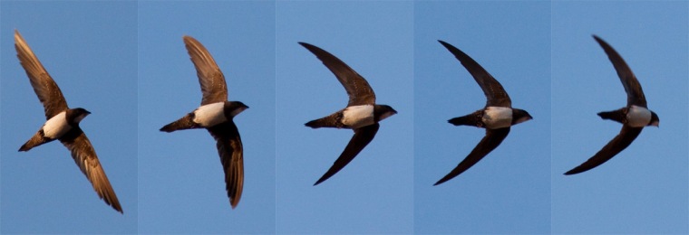 A sequence of images shows an Alpine Swift in flight