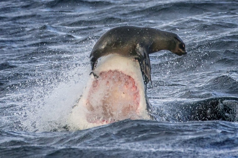 PIC BY DAVID JENKINS / CATERS NEWS - (PICTURED A seal leans on the tip of the nose of a great white shark) This is the jaw-some moment one lucky seal ...