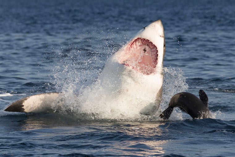 A seal narrowly evades being crushed by the jaws of a great white shark.