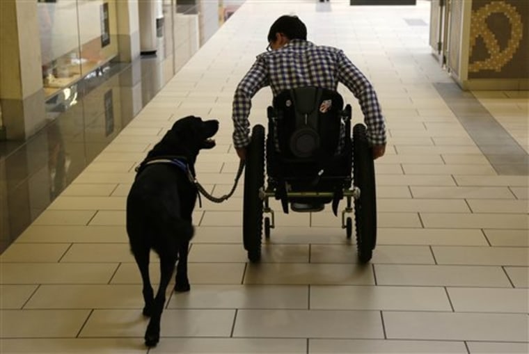 In this photo taken Tuesday, Oct. 8, 2013, Wallis Brozman is aided by her service dog Caspin while going through a shopping mall in Santa Rosa, Calif...