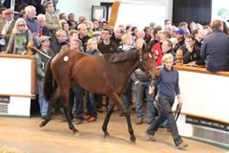 An as-yet unnamed filly was sold at auction for $8 million, the highest price ever for a one-year-old.
