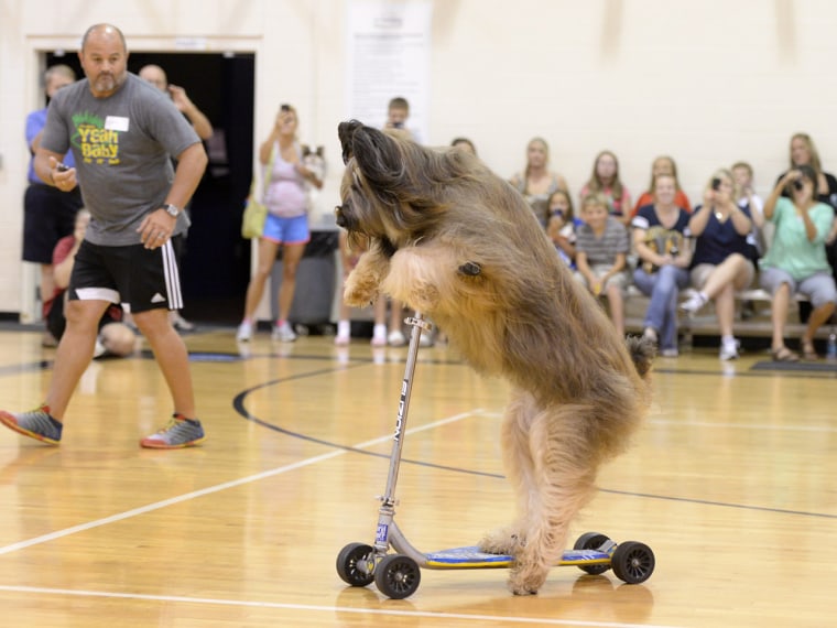 'Norman the Scooter Dog' accomplished his Guinness World Record feat at a charity event in Marietta, Ga., in July.