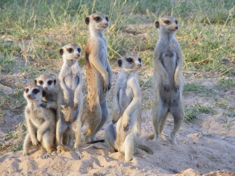 Subordinate meerkat mothers act as wet nurses in return for not being evicted from the group by the alpha female.