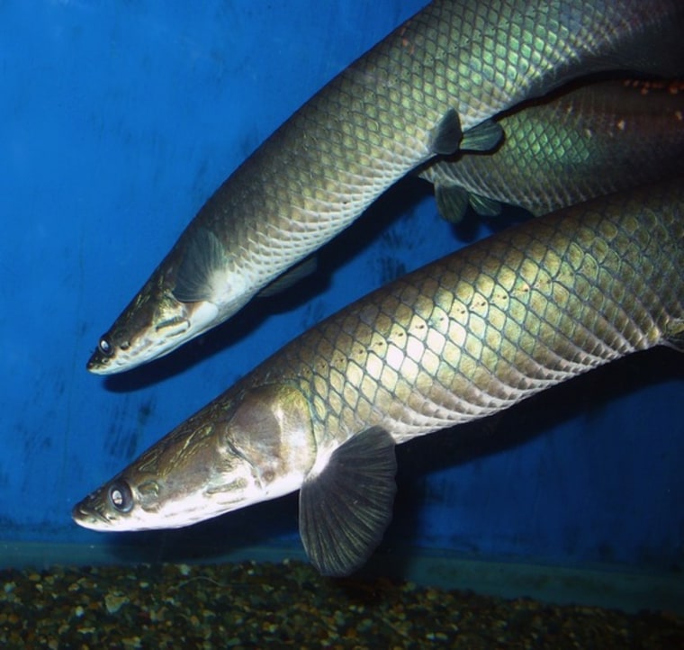 Controlled Fishing in  Area Helps Save Huge Endangered Fish