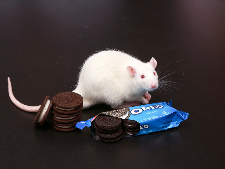 A rat and Oreos at Connecticut College in New London, Ct.