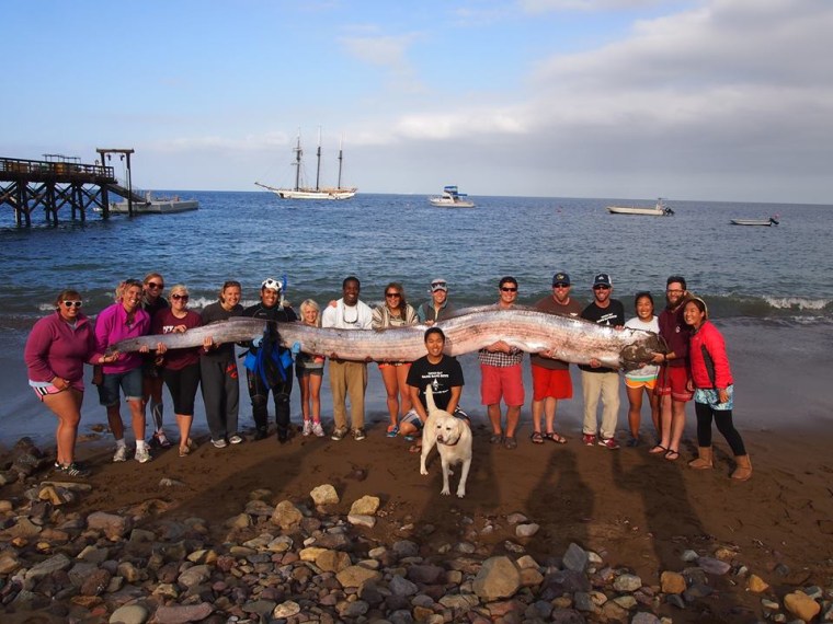 Cimi oarfish