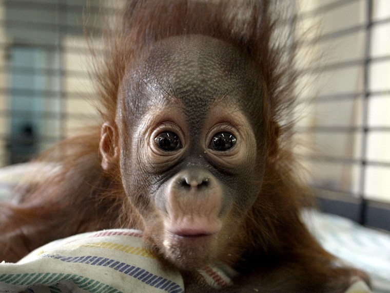 Four-month-old orangutan Rizki is seen inside his cage at the Surabaya zoo.