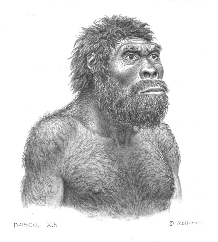 Image: Possible appearance of Dmanisi individual