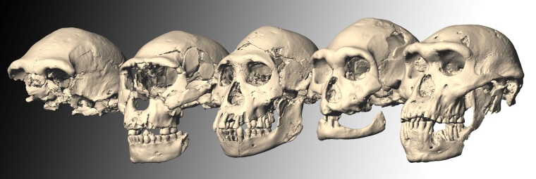 Image: Dmanisi skulls