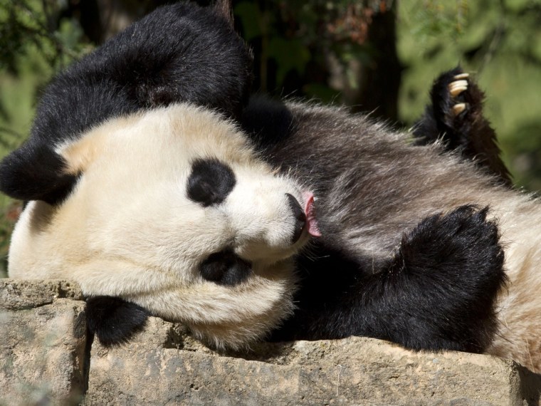 Mei Xiang, pictured here in 2012, is one of the residents at the National Zoo in Washington, whose life is broadcast 24/7 on the zoo's panda cam.