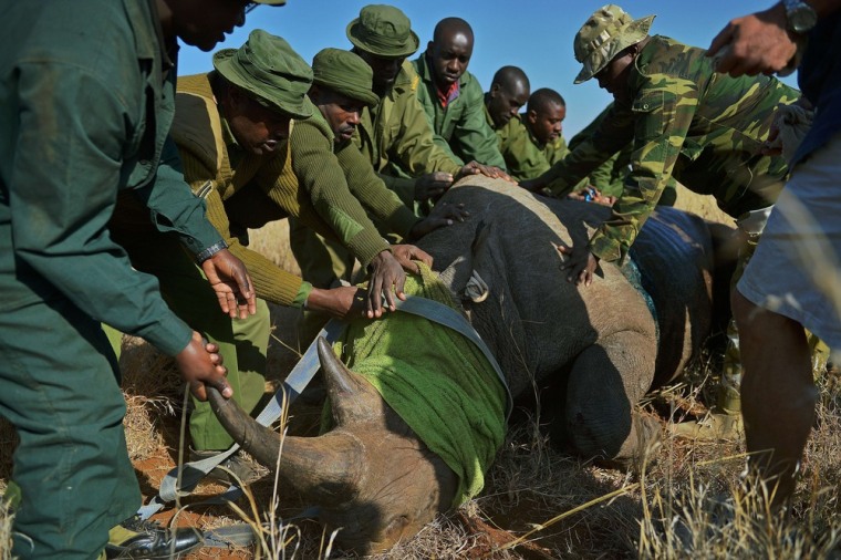 Kenya Wildlife Service rangers try to move a wild male black rhino named Sambu, which was tranquilized in Lewa Wildlife Conservancy in August so officials could move it to a neighboring reserve.