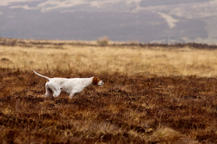 DPOTY 2013 Dogs At Work Winner: Susan Stone Amport