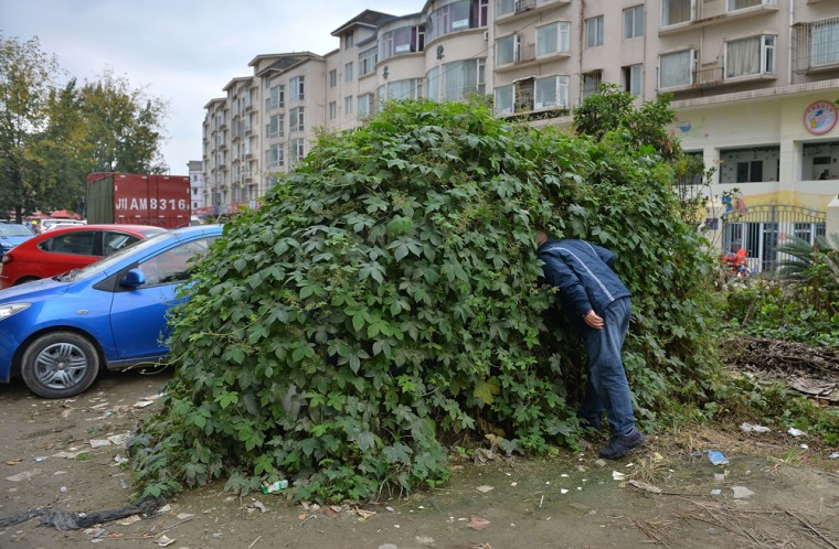 A man looks inside the ivy-covered car. A parked car in Huayang village, in China's Sichuan province, was left for so long that thorny vines and ivy grew up all around it.