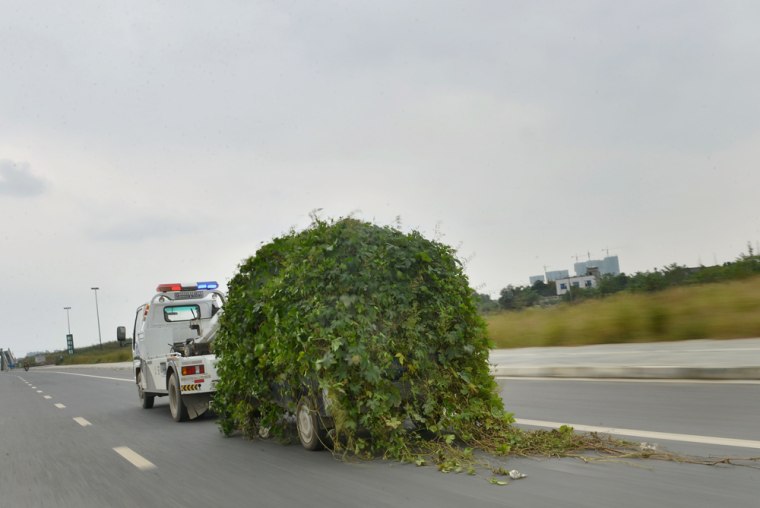 The vehicle was eventually towed away by police. A parked car in Huayang village, in China's Sichuan province, was left for so long that thorny vines and ivy grew up all around it.