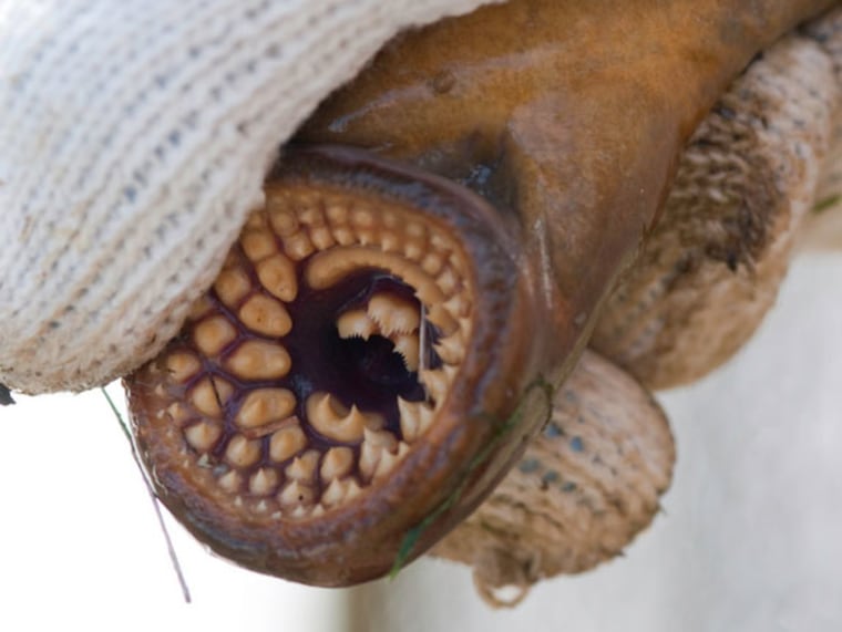 The sea lamprey has rows of teeth similar to a shark.