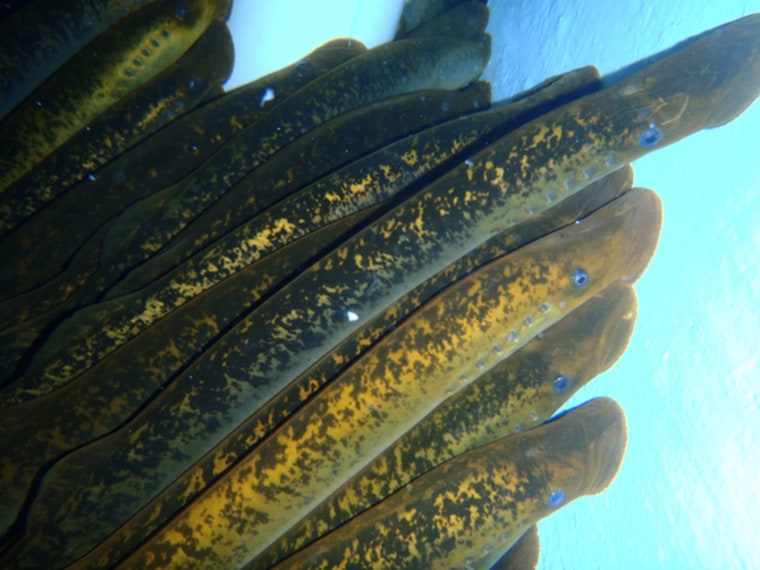 A group of sea lamprey, an invasive species in the Great Lakes.
