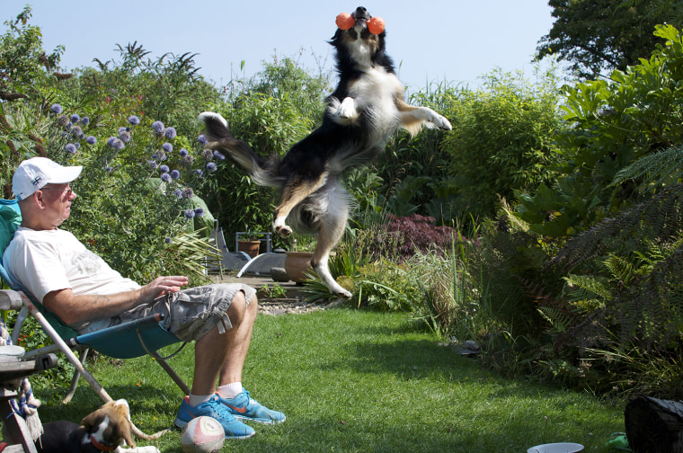 DPOTY 2013 Dogs At Play Winner: Richard Shore
The Kennel Club