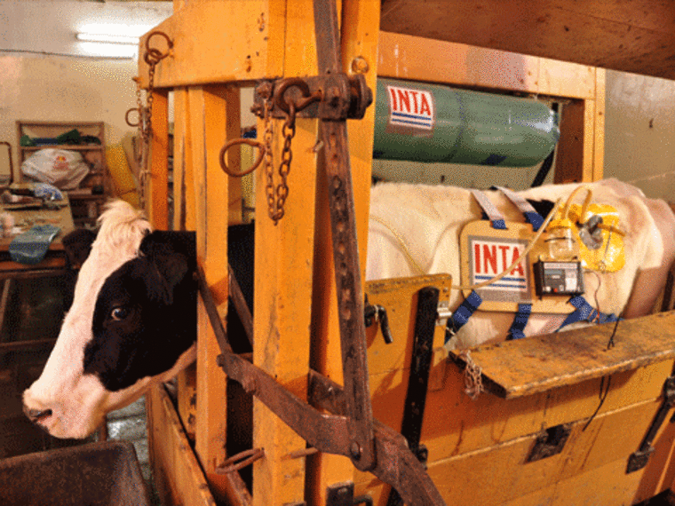 A cow attached to an experimental