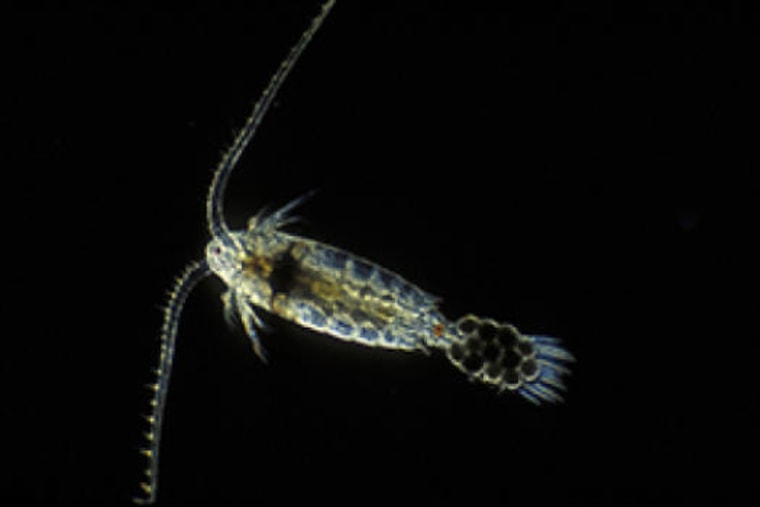 Image: Plankton